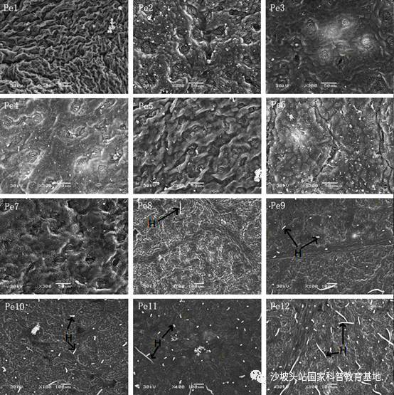 沙漠卫士胡杨 叶子的生存智慧与日用百货的启示
